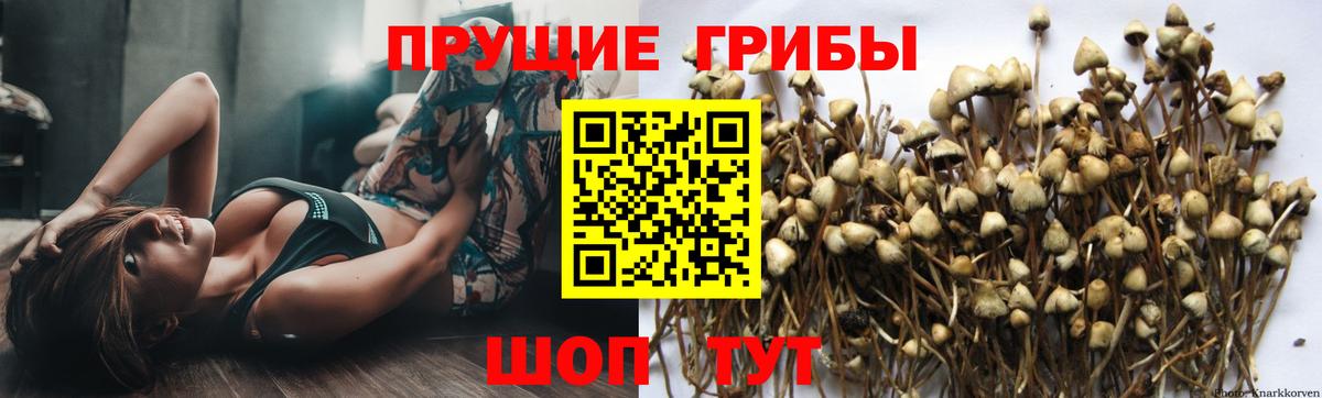 Гагарин  купить   Вход с VPN  Галлюциногенные грибы Psilocybine cubensis 
